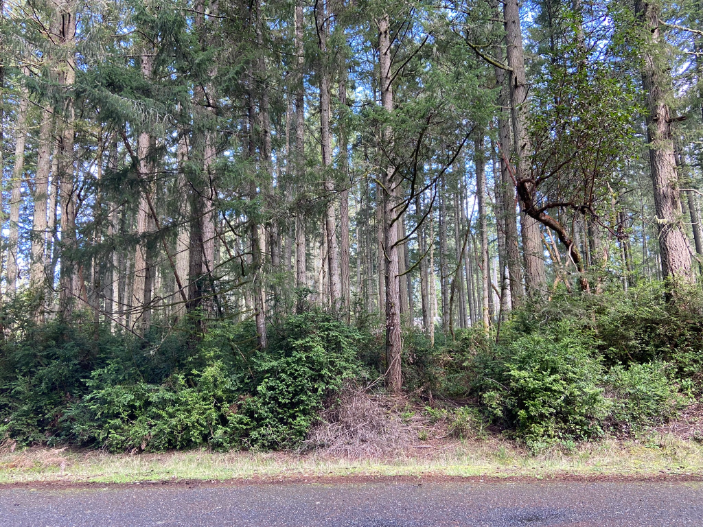 This is a picture of the trees on my undeveloped lot on Anderson Island, WA.
